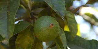 Organic Bergamot Shots - image 2