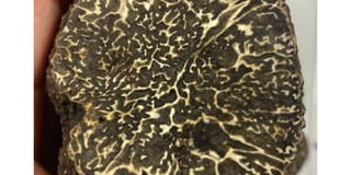 Fresh Black Winter Périgord Truffles - image 3